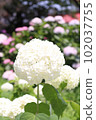 Round hydrangea 102037755