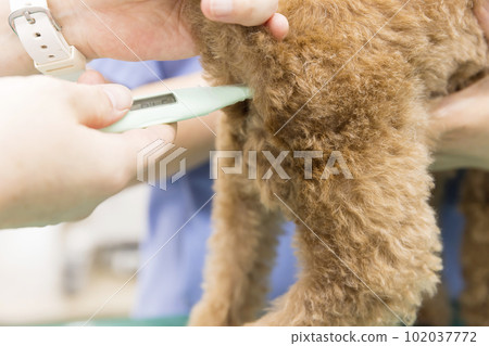 A veterinarian's hand measuring a dog's temperature A veterinarian's hand measuring a dog's temperature 102037772