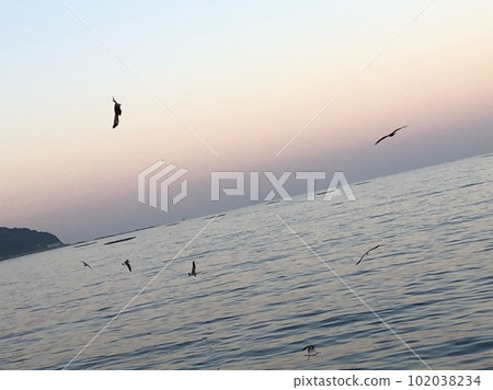 A picture of a flock of birds flying around the beach. 102038234