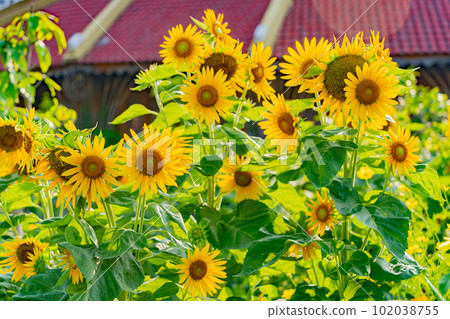 Decorative sunflowers. 102038755