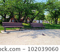 Pigeons, benches, trees and parks 102039060
