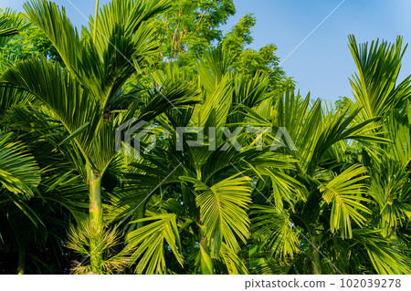Palm leaves. Palm leaves. 102039278
