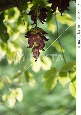 Aira tobikazura blooming in early summer Aira tobikazura blooming in early summer 102039407