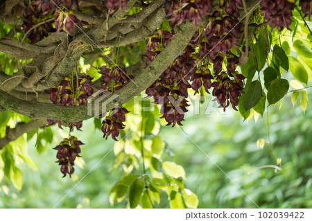 Aira tobikazura blooming in early summer Aira tobikazura blooming in early summer 102039422