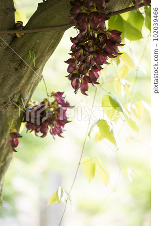 Aira tobikazura blooming in early summer Aira tobikazura blooming in early summer 102039466