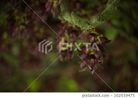 Aira tobikazura blooming in early summer 102039475