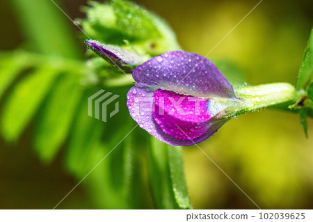Japanese peas after the rain Japanese peas after the rain 102039625