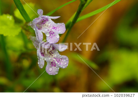 Kakidoshi after the rain Kakidoshi after the rain 102039627