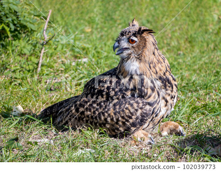 The Eurasian eagle-owl (Bubo bubo) in summer nature. The Eurasian eagle-owl (Bubo bubo) in summer nature. 102039773