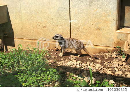 Meerkat at Children's Animal Nature Park [Higashimatsuyama City, Saitama Prefecture] 102039835