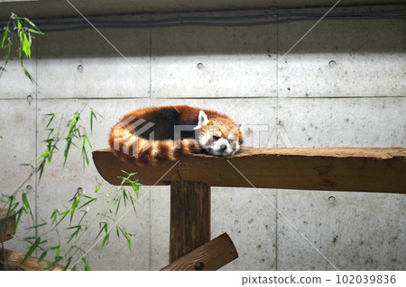 Red pandas at the Children's Animal Nature Park [Higashimatsuyama City, Saitama Prefecture] 102039836