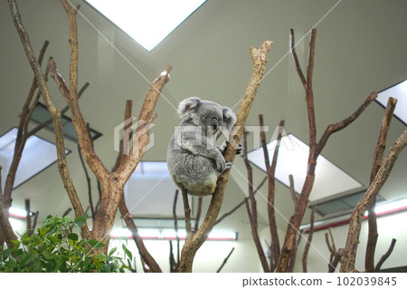 Koalas at the Children's Zoo (Higashimatsuyama City, Saitama Prefecture) 102039845