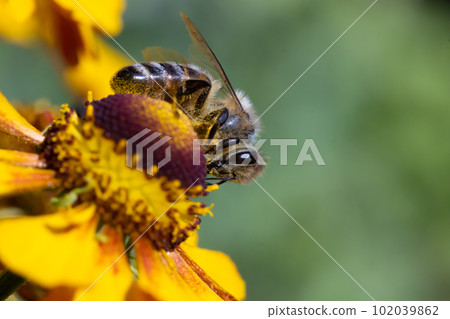 A honey bee collecting pollen at stamens in a flower. A bee working on a garden flower. 102039862