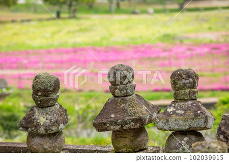 臼杵石佛公園的石塔和苔蘚福祿考 102039915