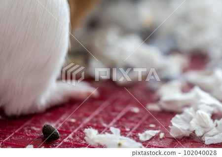 Selective focus on mammal rodent feces and shredded paper bedding. Selective focus on mammal rodent feces and shredded paper bedding. 102040028