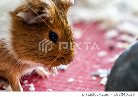 Guinea pig grooming herself by cleaning fur and whiskers Guinea pig grooming herself by cleaning fur and whiskers 102040136