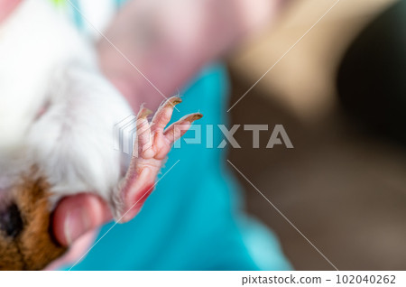 Selective focus on foot pads and nails of a guinea pig back paw. Selective focus on foot pads and nails of a guinea pig back paw. 102040262