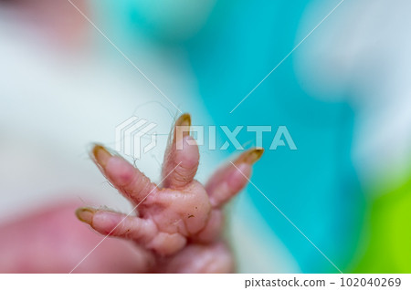 Selective focus on foot pads and nails of a guinea pig front paw. Selective focus on foot pads and nails of a guinea pig front paw. 102040269