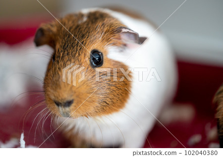 Guinea pig with inquisitive expression looking at the camera 102040380