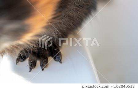 Selective focus on guinea pig nails on front paw. Selective focus on guinea pig nails on front paw. 102040532