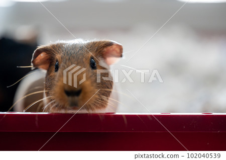 Guinea pig with inquisitive expression peaking over a wall. 102040539