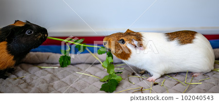 Bonded pair of guinea pigs fighting over food by trying to pull it away. 102040543