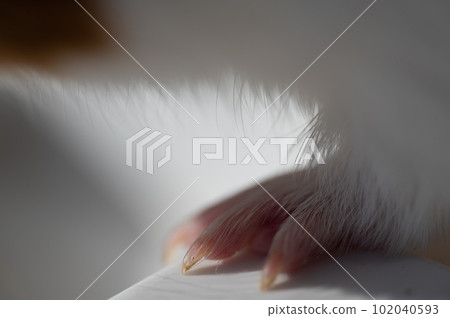 Selective focus on guinea pig nails on front paw. Selective focus on guinea pig nails on front paw. 102040593