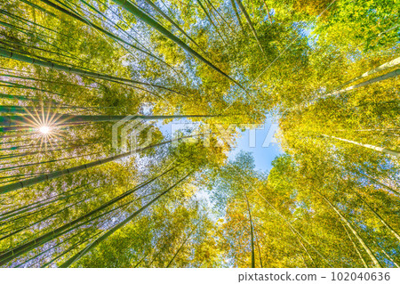 Yokohama cityscape in Japan Bamboo grove and rays of light dyed yellow. Other trees are fresh green. The blue sky is a person/life image = April 28 Yokohama cityscape in Japan Bamboo grove and rays of light dyed yellow. Other trees are fresh green. The blue sky is a person/life image = April 28 102040636