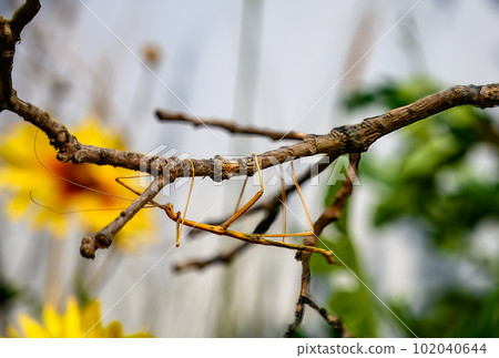 Walking stick insect trying to blend in and camouflage on a tree branch stick. 102040644