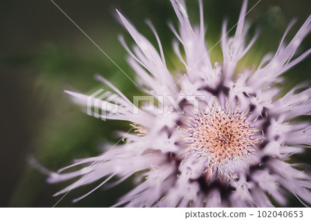 Macro selective focus on the bloom of a creeping Canadian thistle. Macro selective focus on the bloom of a creeping Canadian thistle. 102040653