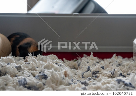 Selective focus on shredded paper bedding in a small animal cage.  102040751