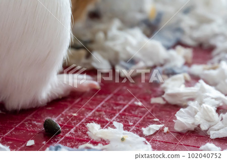 Selective focus on mammal rodent feces and shredded paper bedding.  102040752