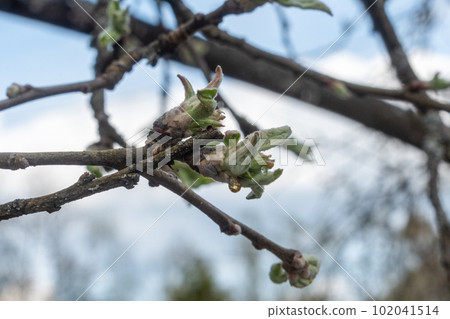 The first leaves on the apple tree in the garden. Juice on leaves. 102041514
