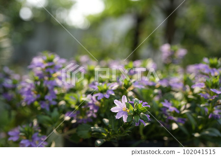 Purple Scaevola aemula flower field 102041515