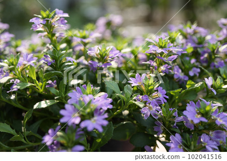 Purple Scaevola aemula flower field 102041516