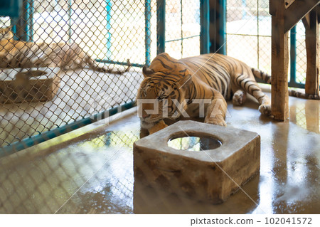 Tiger in zoo, danger animal. Tiger in zoo, danger animal. 102041572