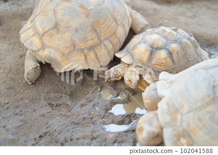 Asian giant turtle with hard shell eating food, vegetables isolated on sand ground in zoo park. Wildlife amphibians animal in nature. Asian giant turtle with hard shell eating food, vegetables isolated on sand ground in zoo park. Wildlife amphibians animal in nature. 102041588
