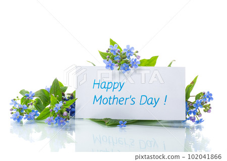 small blue forget-me-not flowers on white background small blue forget-me-not flowers on white background 102041866