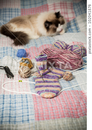 Colored threads, knitting needles and other items for hand knitting and a cute domestic cat Ragdoll 102041876