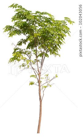 hight qaulity tree on white background 102043056