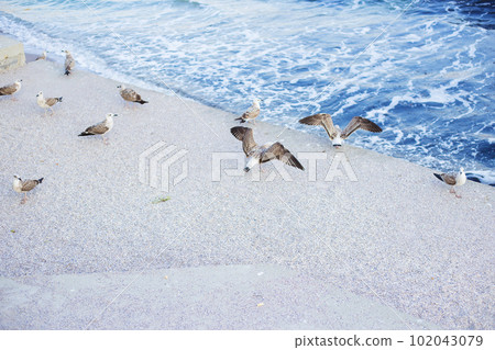 A young girl is feeding a flock of seagulls. Sun, summer, sea. 102043079