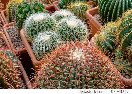 Big group of assorted cactuses 102043222