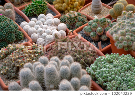 Big group of assorted cactuses 102043229