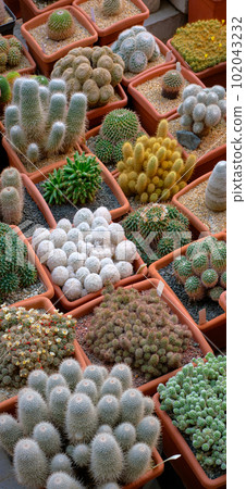 Big group of assorted cactuses 102043232