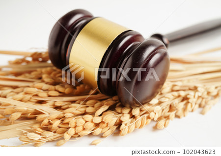Judge gavel hammer with good grain rice from agriculture farm. Law and justice court concept. 102043623