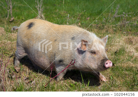 pig in the grass young farm animal snout agriculture 102044156