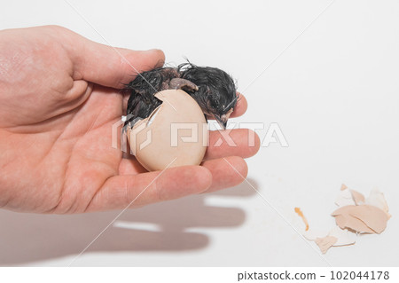 Farmer's hand close-up holding egg hatching eggshell with newborn cute wet chicken chick on white background 102044178