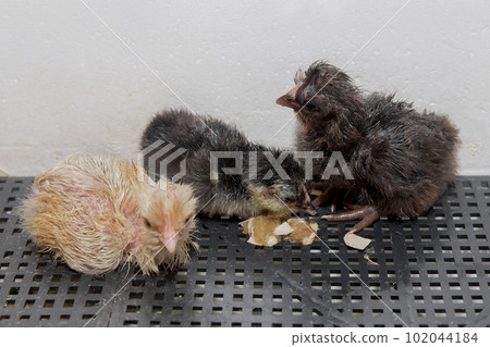 A group of cute little fluffy chicken newborns chicks in an incubator, poultry farming and incubation 102044184