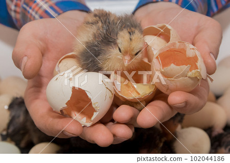 Close-up of small cute fluffy chicken chick in the hands of a farmer with eggshells on the background of an incubator, poultry farming Close-up of small cute fluffy chicken chick in the hands of a farmer with eggshells on the background of an incubator, poultry farming 102044186