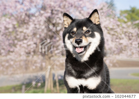 Sherry with drooping cherry blossoms 102044677